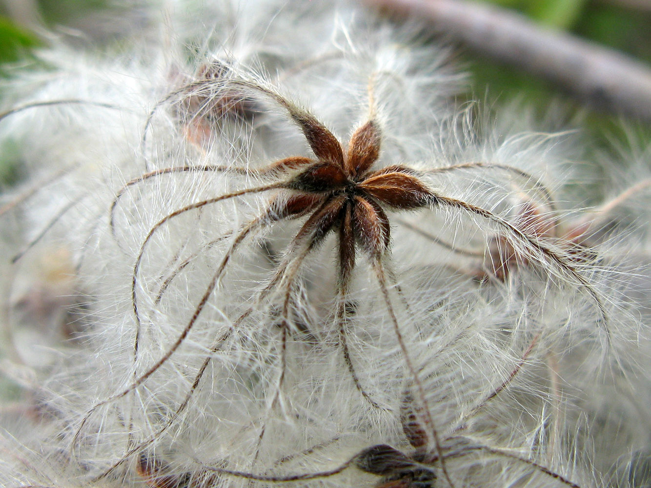 Изображение особи Clematis vitalba.