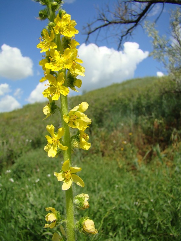 Image of Agrimonia asiatica specimen.