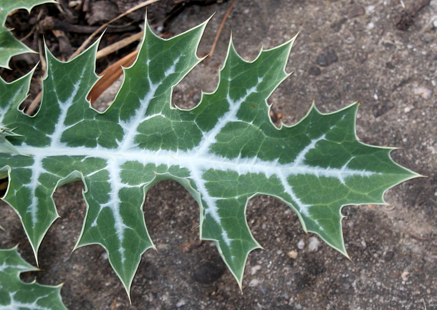 Image of Argemone mexicana specimen.