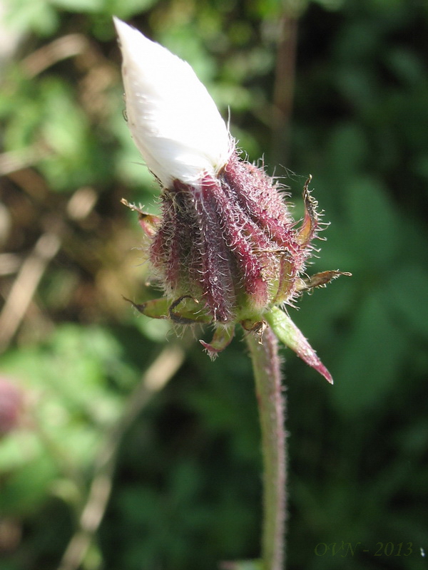 Image of genus Crepis specimen.