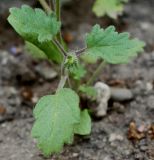 Phacelia parryi