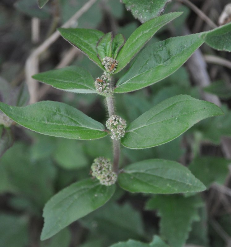 Изображение особи Euphorbia hirta.