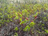 Vaccinium uliginosum. Веточка с бутонами. Чукотский автономный округ, Анадырский р-н, окр. пос. Угольные Копи. 16 июня 2013 г.