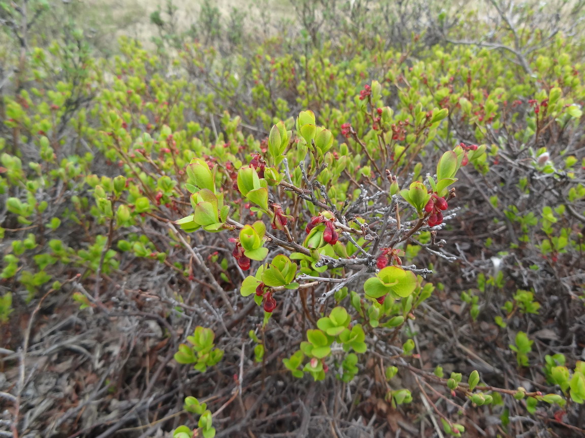 Image of Vaccinium uliginosum specimen.