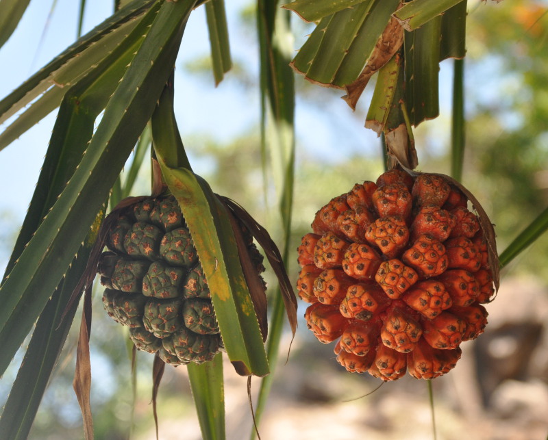 Изображение особи Pandanus tectorius.