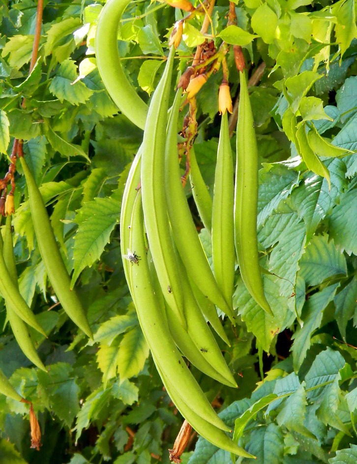 Изображение особи Campsis radicans.