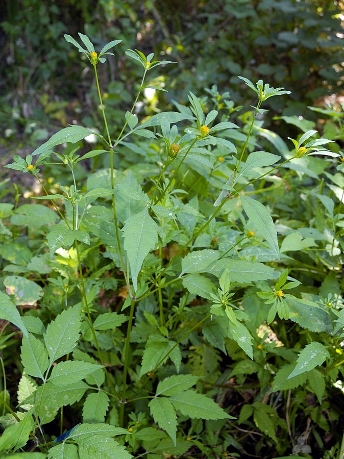 Image of Bidens frondosa specimen.