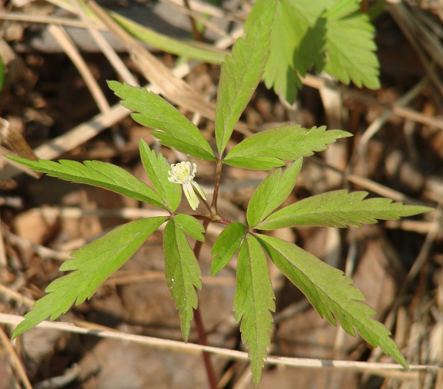 Изображение особи Anemone reflexa.