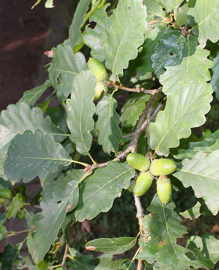 Изображение особи Quercus petraea.