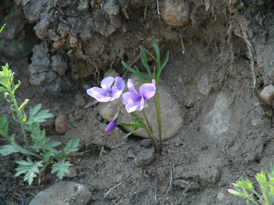 Изображение особи Viola dissecta.