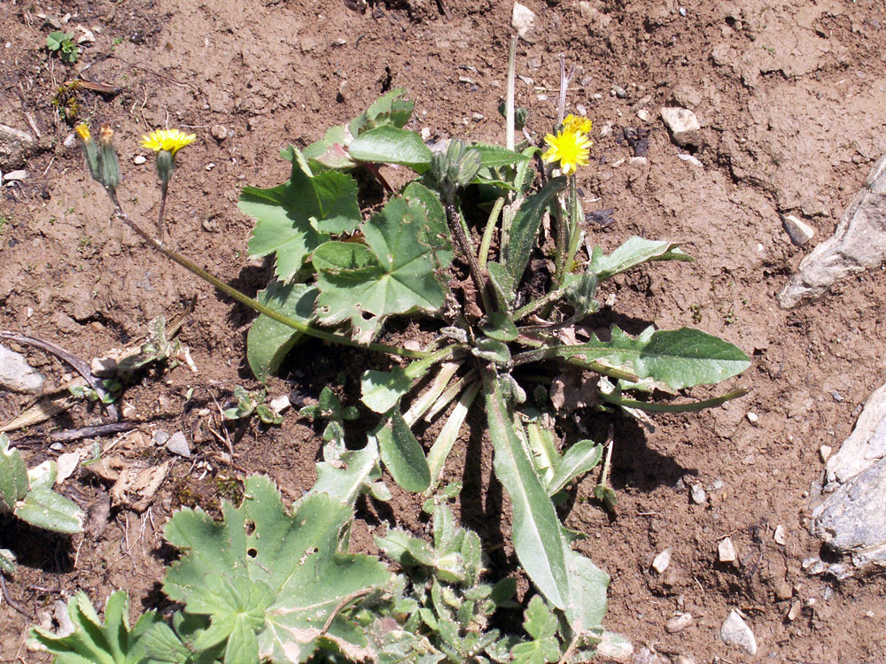 Image of Crepis multicaulis specimen.