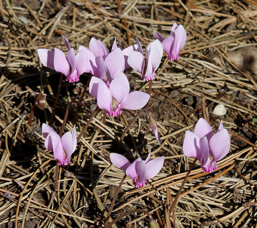 Image of Cyclamen hederifolium specimen.