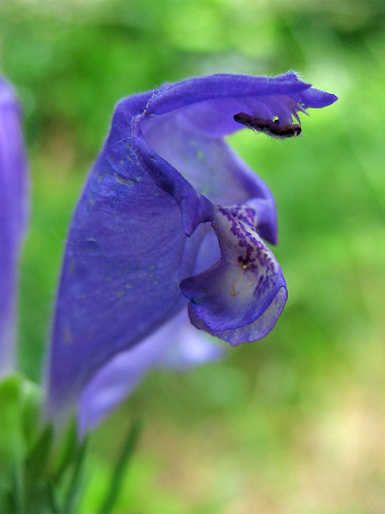 Изображение особи Dracocephalum austriacum.