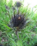 Carlina fennica