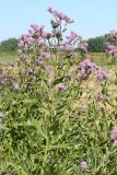 Cirsium setosum
