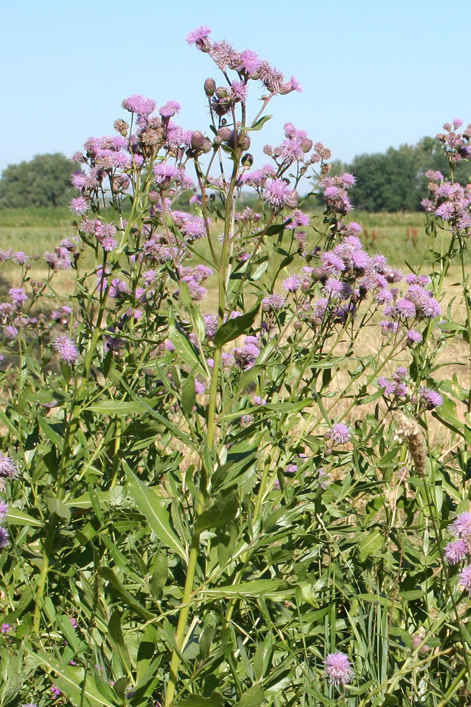 Изображение особи Cirsium setosum.