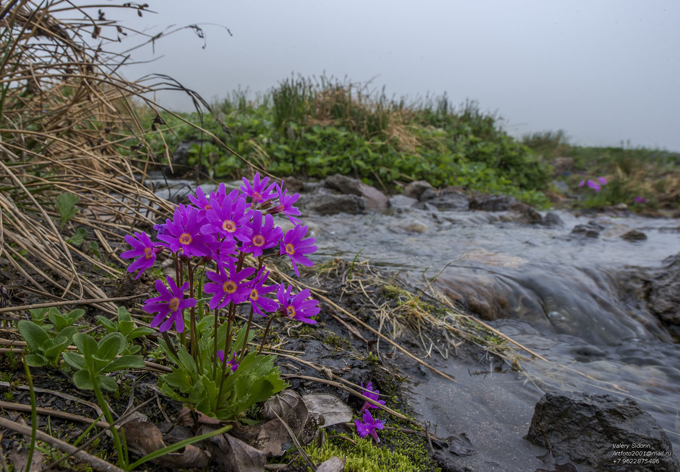 Image of Primula cuneifolia specimen.