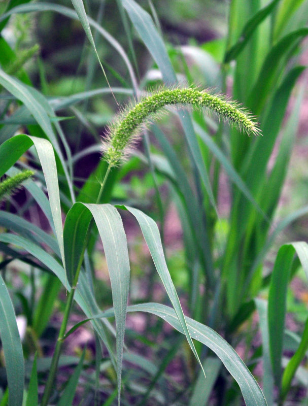 Image of Setaria faberi specimen.