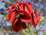 Erythrina crista-galli. Цветки. Китай, остров Хайнань, окр. г. Санья. 17.01.2014.