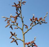 Ostrya carpinifolia