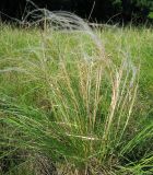 Stipa pulcherrima