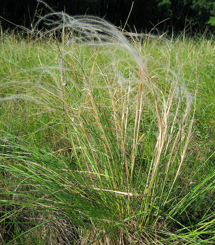 Image of Stipa pulcherrima specimen.