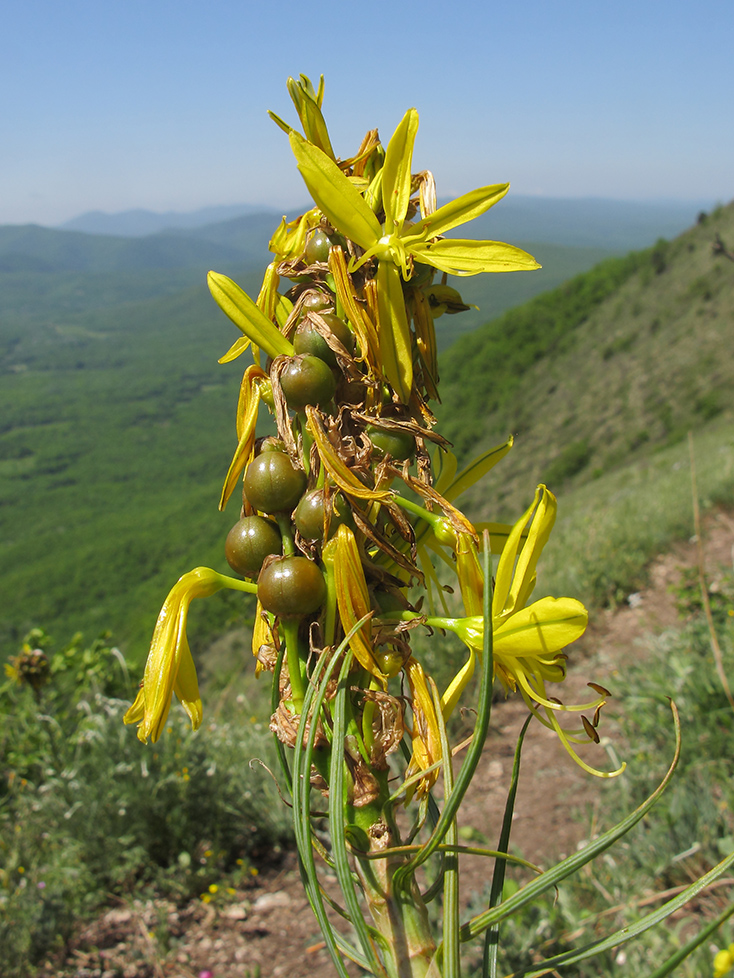 Image of Asphodeline lutea specimen.