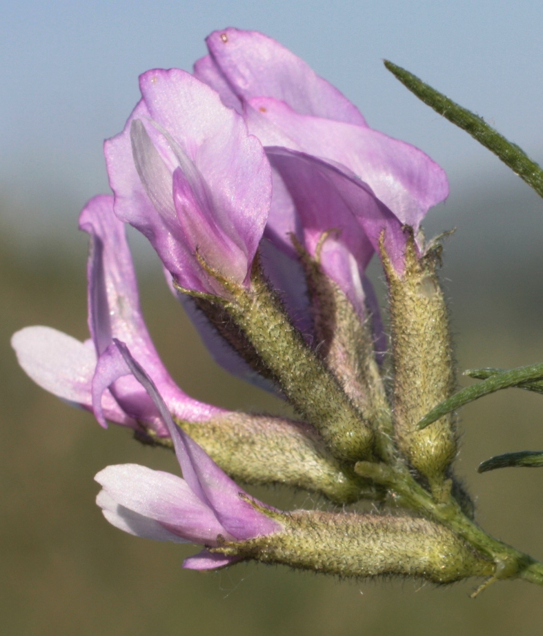 Изображение особи Astragalus oropolitanus.