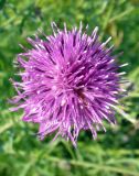 Centaurea scabiosa. Соцветие. Ярославская обл., Переславский р-н, национальный парк «Плещеево озеро», Клещинское городище. 5 июля 2013 г.