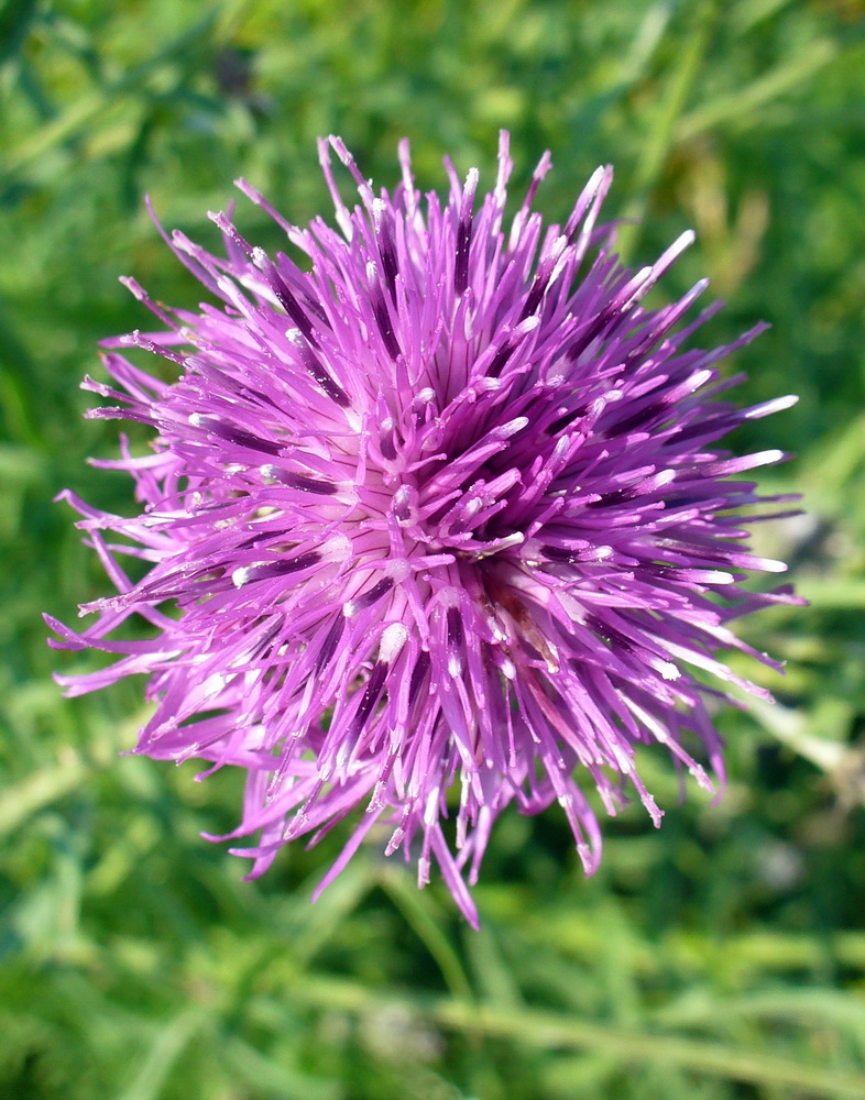 Image of Centaurea scabiosa specimen.