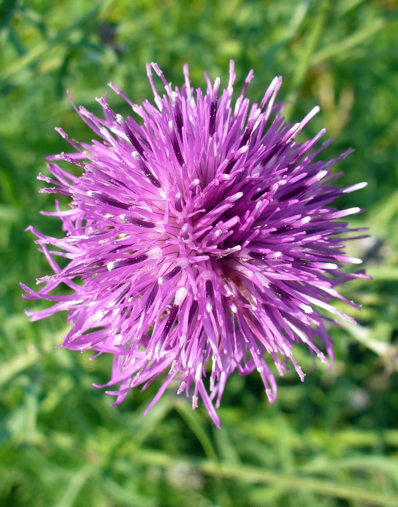 Изображение особи Centaurea scabiosa.