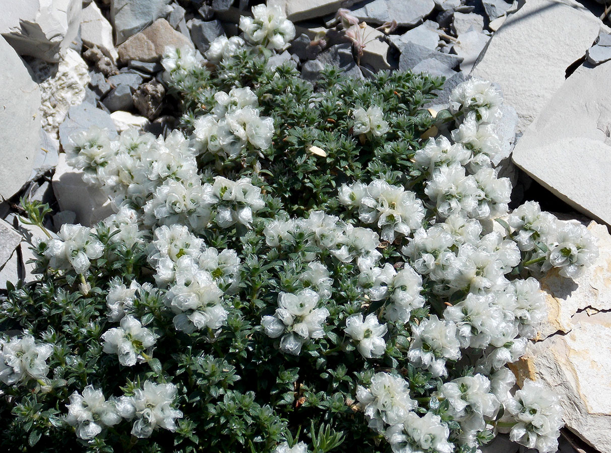Image of Paronychia cephalotes specimen.