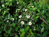 Cotoneaster dammeri. Ветви с цветками. Ставропольский край, г. Кисловодск, около Никольской церкви, в посадках (43°53′38,43″ с.ш., 42°43′01,90″ в.д.). 28.05.2014.