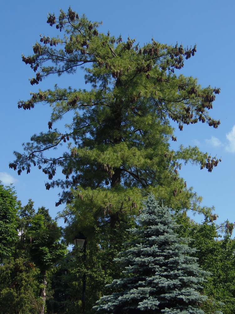 Image of Pinus strobus specimen.