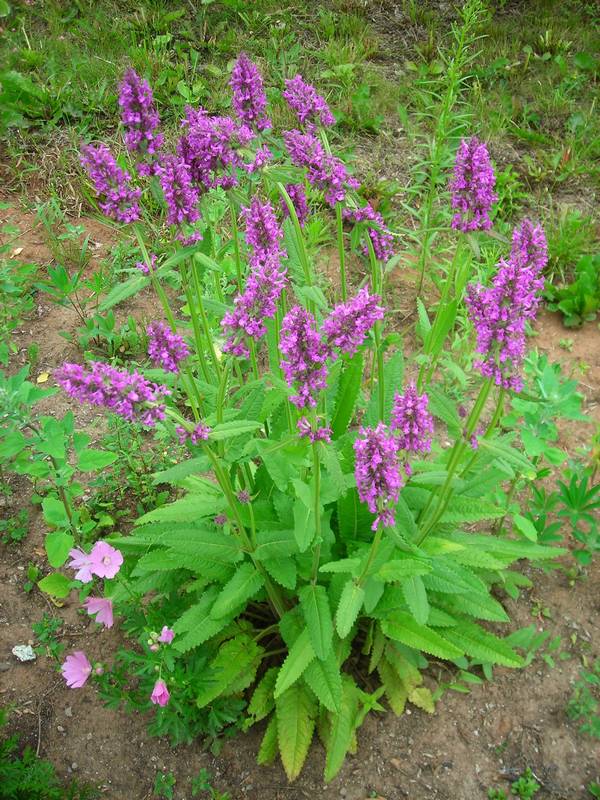 Изображение особи Betonica officinalis.