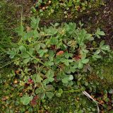 Sibbaldia procumbens. Цветущее растение на влажном моховом ковре у подножия скалы. Северный склон Лисьей сопки в окрестностях Мурманска, конец августа.