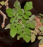 Bursera hindsiana