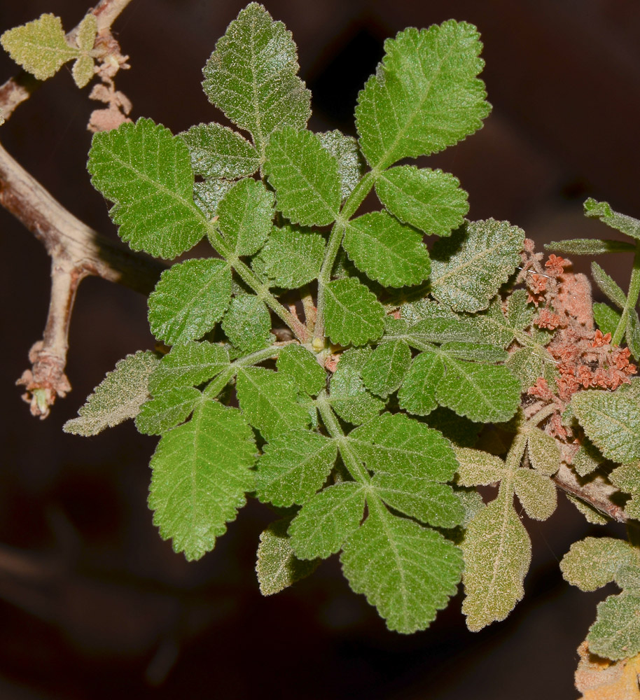 Изображение особи Bursera hindsiana.