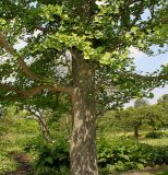 Ginkgo biloba. Ствол и нижняя часть кроны. Германия, г. Дюссельдорф, Ботанический сад университета. 02.06.2014.