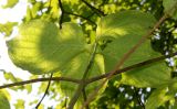 Cynoxylon nuttallii. Верхушка побега (у листьев видна их нижняя сторона). Германия, г. Дюссельдорф, Ботанический сад университета. 02.06.2014.