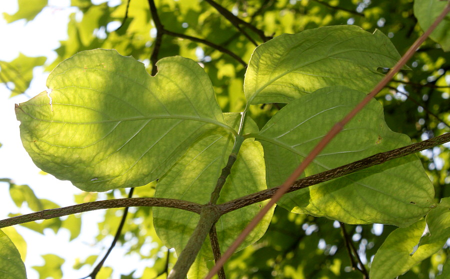 Image of Cynoxylon nuttallii specimen.