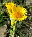 Inula oculus-christi