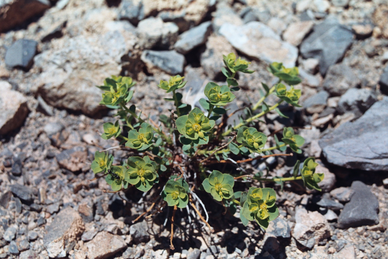 Изображение особи Euphorbia humilis.