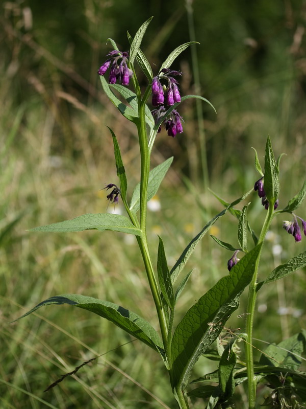 Изображение особи Symphytum officinale.