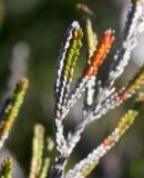 Calluna vulgaris. Ветвь с листьями в разном состоянии. Архангельская обл., Приморский р-н, ур. Куртяево, гряда на верховом болоте. 14.08.2014.