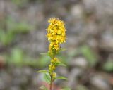 Solidago virgaurea