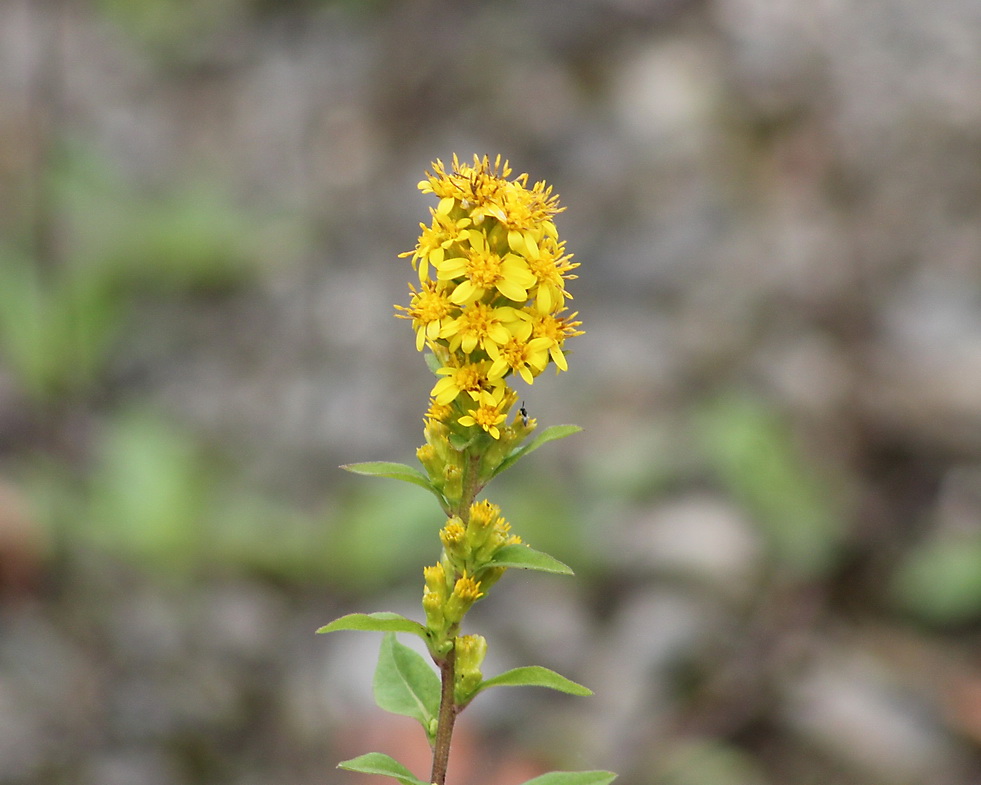 Image of Solidago virgaurea specimen.