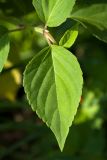 Salvia splendens