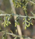 Artemisia santonicum