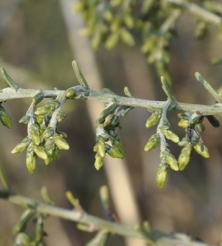 Изображение особи Artemisia santonicum.